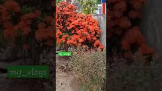 Ixora coccinea|Scarlet Jungle Flame|Ittly Poo|My Terrace Garden|Beautiful Creatures|Beautiful World