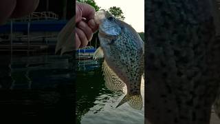 Fat Little Crappie! #fishing #fish #crappie #short #viral