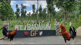 Lets Visit The Farm Of Mt. Banahaw Gamefarm