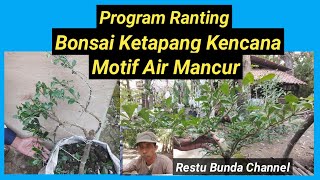 Program Ranting Bonsai Ketapang Kencana Motif Air Mancur #alamseru