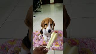 Introducing new chewable toy to Fredy|5 months old Beagle puppy|#Shorts