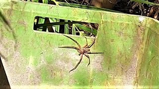 Australia | SPIDER EXPERIENCE | Daily Vlog 222# | ByIri.