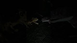 LEGO carno vs Mattel carno (at night)