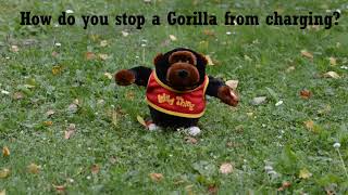 How Do You Stop a Gorilla From Charging? - Gorilla Wall Braces®