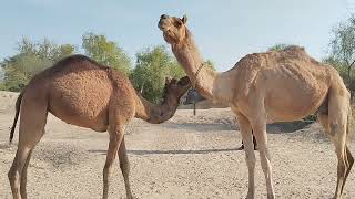 Camel love story | Camel youtube video | Beautiful camels | Amazing scene