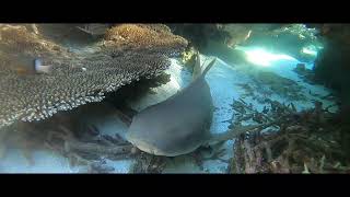 Sortie ilôt lagon sud Nouvelle Calédonie PMT requins pointes blanches, nourrices, raies, tortues