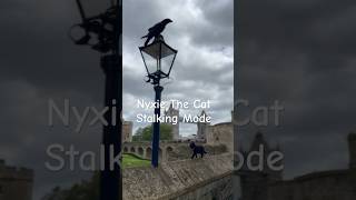 Nyxie The Cat - Tower of London #nyxie #toweroflondon