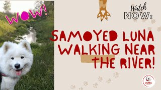 Самоедская лайка Луна гуляет возле реки под звуки природы #samoyed #shorts  #asmr