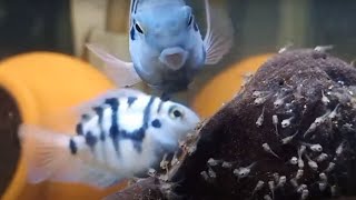 Polar blue parrot breeding | Polar blue parrot fish | Cichlids | Setup #aquarium #cichlid #breeding