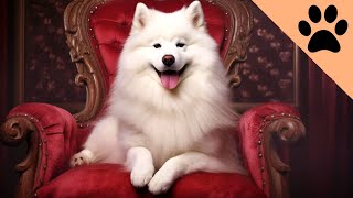 Top 10 Most Expensive Dog Breeds in the World