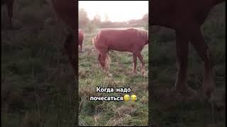 Когда никто непочешет.🙃 #farm #organicfarming