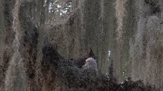 2-8-2024 Great Horned Owl Nest