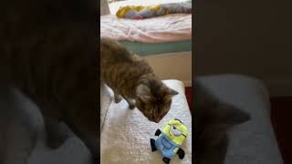 Tabby LANDS Big Hoop Jump To Lick Dog Toy & SIT on command!