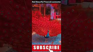 Red Peacock amazing dance | India’s National Bird Story | Peacock Ke Amazing Facts #facts #gk #short