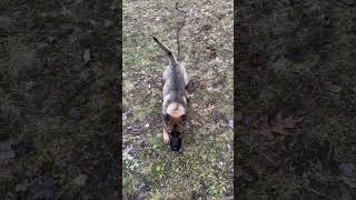 Training German Shepherd Puppy 🐕 #shorts #shortvideo #dog #gsd