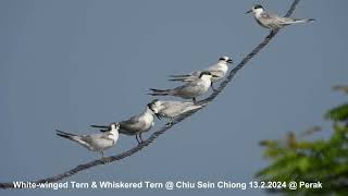 White-winged Tern & Whiskered Tern @ Chiu S C DSCN2399