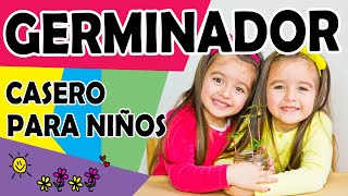 Cómo HACER un GERMINADOR CASERO🌱☀️de semillas PARA NIÑOS👧🏻 ►FÁCIL EXPERIMENTO◀ 👉🏻CARAOTAS o frijoles