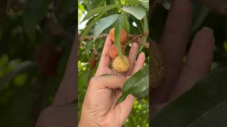 मेरे गार्डन की लीची.#lichi #garden #fruits #favorite #youtube #shots #viral