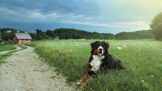 The Bernese Mountain Dog A Gentle Giant with First Aid Needs