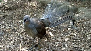 Superb Lyrebird Imitates Gunshots, Kookaburra, and More | The World’s Greatest Mimic and Songbird