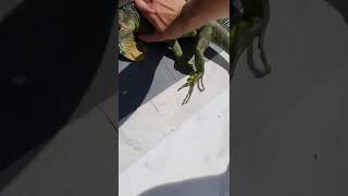 iguana with two tails ??