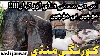 korangi dhai number Bakra mandi latest update Nov 4, 2024 #mashallahgoatfarmawadh