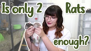 Is it okay to only have 2 Rats?