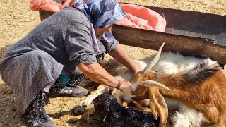 Difficult moments of sheep giving birth in the mountains  A look at the life of the nomads