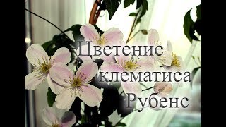 Цветение клематиса Рубенс