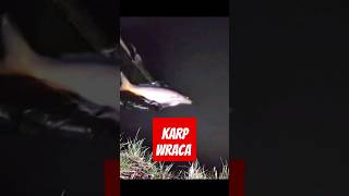 Karp wraca do domu #fish #fishing #karpfenangeln #karpiowanie #fox #ryby #anakonda #carpworld