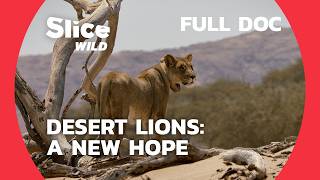 Restoring Namibia’s Wildlife Corridors: The Return of the Desert Lion | SLICE WILD | FULL DOC