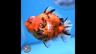 Tiger YuanBao Oranda 4-5 inches (240920_OR08)