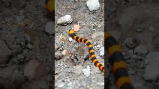 Venomous Many-Banded Coral Snake. 🇨🇷🐍#snake #wildlife #travel #shorts