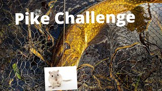 pike challenge med rotten fra savagear