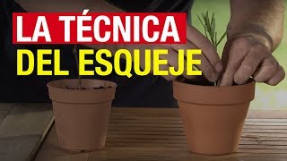 La técnica del esqueje - COMPO Jardinería