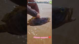 Rescue mission failed ❎ #fish #ytshorts #respect #arcade #seaanimals