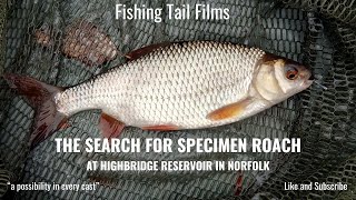 Highbridge Reservoir - Norfolk Search for a Big Roach Autumn Tails #roachfishing #fishing