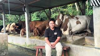 PENYAKIT SAPI PMK MERAJALELA || HATI HATI UNTUK PETERNAK DAN SOHIBUL QURBAN