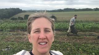 Harvesting sweet potatoes