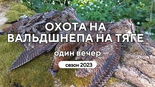 ОХОТА на вальдшнепа на тяге. Сезон 2023.