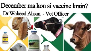 December k mahine ma kon si vaccine krain دسمبر کے مہینے میں گائے بھینس بھیڑ بکری میں کونسی ویکسین