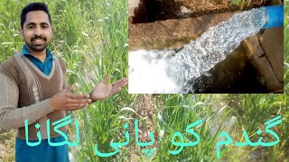 گندم کا بہترین اگاؤ حاصل کرنے کا طریقہBest wheat germination method