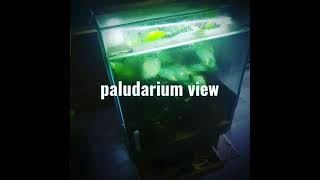 paludarium setup Dutch style