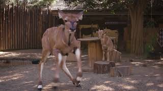 Eastern Giant Eland