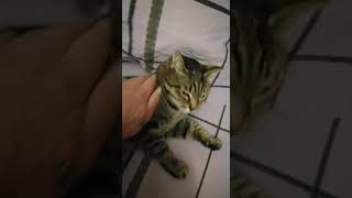 муся готовится ко сну-konuşan kız kedi musya) talking girl cat)