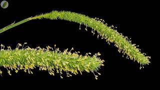 Time lapse - Cat's tail grass blooming