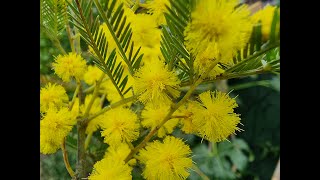 Acacia Dealbata in a uk tropical garden