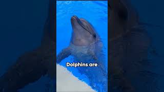 Fast Facts: Dolphins