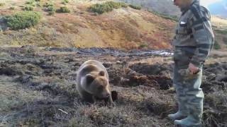 This is Russia! Wild Russian bear eat from hand