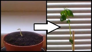 Time Lapse Of Fenugreek Plant Growing